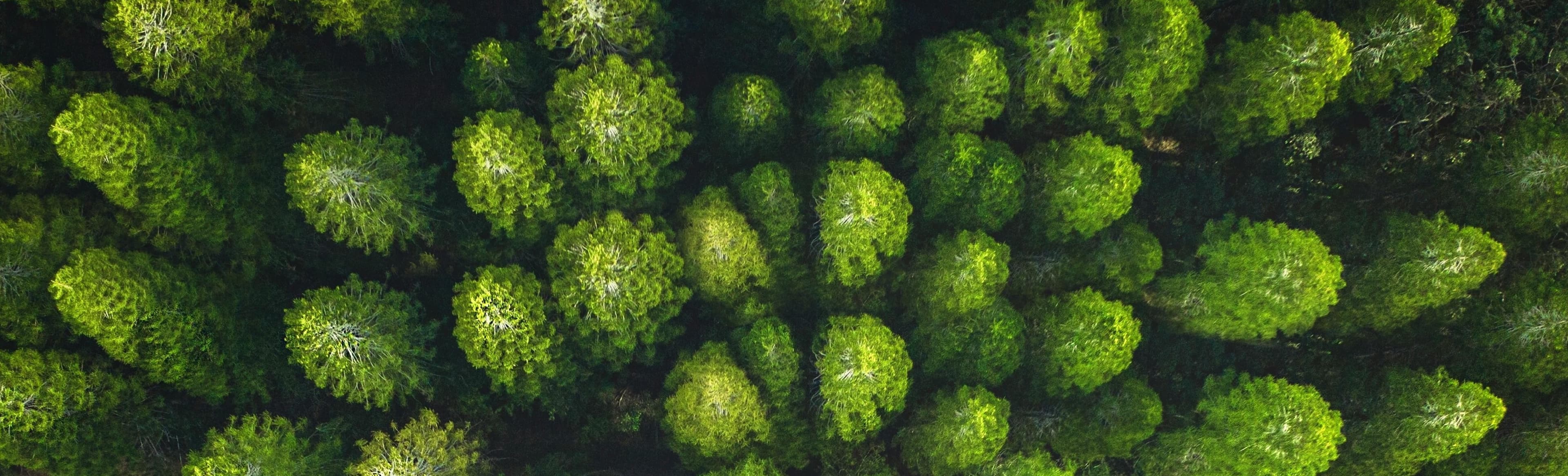 Forest landscape